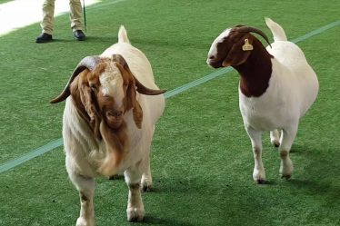 mengenal perbedaan kambing boer jantan dan betina