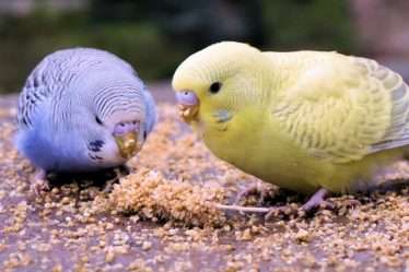 asupan terbaik untuk burung parkit