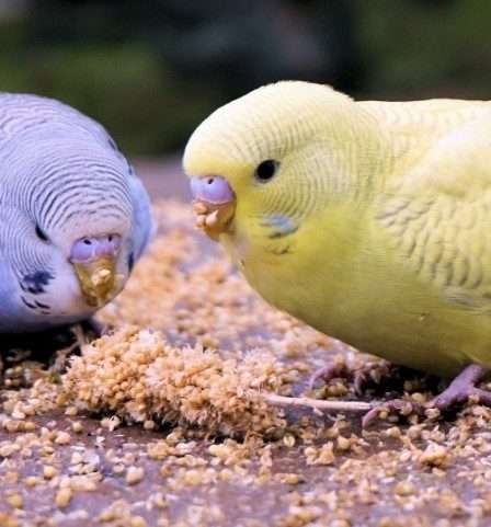 asupan terbaik untuk burung parkit