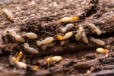 5 Bahaya Rayap di Rumah yang Sering Dianggap Remeh, Padahal Fatal!