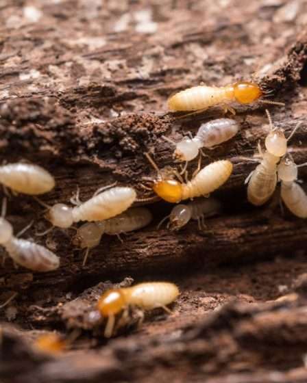 5 Bahaya Rayap di Rumah yang Sering Dianggap Remeh, Padahal Fatal!